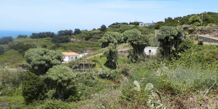 La Palma Wandern La Tosca im Norden der Insel La Palma